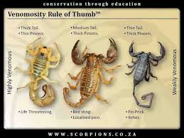 Wilderness Emergency Medicine Scorpion Id Chart