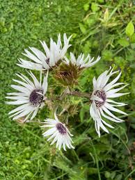 Image result for Berkheya carlinopsis