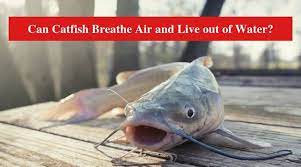 Can Catfish Breathe Air And Live Out Of Water Hookedoncatfish