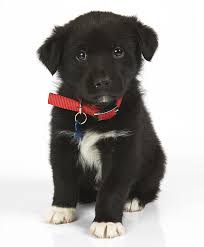 An australian shepherd mix can have multiple purebred or mixed breed lineages. Australian Shepherd Lab Mix Puppy Petfinder