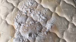 Maybe you would like to learn more about one of these? How To Remove Yellow Stains And Odor Off A Pillow Top Mattress Cleaninginstructor Com