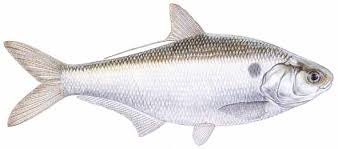 Gizzard Shad Dorosoma Cepedianum