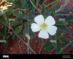 Image result for Monsonia glauca