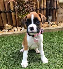 Are You Looking For Boxer Puppies For Sale Near Me Then Without Any Delay Purchase Your Favori In 2020 Boxer Puppies For Sale Boxer Puppies Boxer Puppies For Adoption