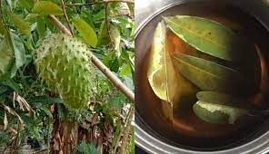 Kebaikan daun durian belanda ialah dapat mengatasi masalah sakit kerongkong, cirit birit, demam, mengurangkan masalah. Khasiat Daun Durian Belanda The Malaya Post