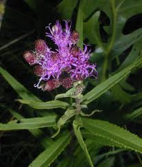 Smooth Ironweed (Vernonia fasciculata)