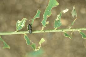 Image result for Sesbania pachycarpa