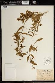 Image result for Cadaba termitaria