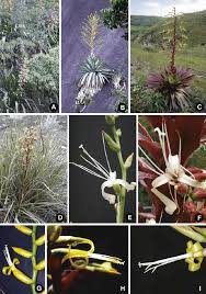 Image result for Alcantarea