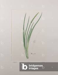 Image result for Juncaginaceae