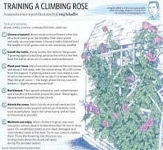 Pin By Barbara Johnson On Garden My Garden Climbing Roses Plant Ties Sketch Book