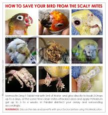 Birds Of The Same Feather Are The Same Birds Akhilchandrika How To Save Your Bird From The Scaly Mites Love Birds Pet Pet Birds Bird