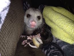Young Possum Posing For A Photo Baby Possum Opossum Possum