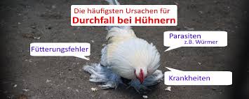 Gelangen die eier von helminthen, etwa durch die nahrung, in den menschlichen körper, kann dies zu einer wurmerkrankung führen. Huhner Durchfall Das Sind Die 3 Haufigsten Ursachen So Handeln Sie