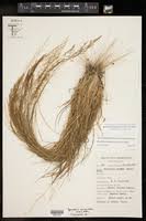 Image result for Sporobolus coromandelianus