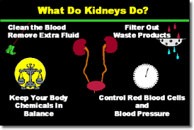 Kidneyfailure Gif 358 240 Renal Failure Kidney Failure Symptoms Renal