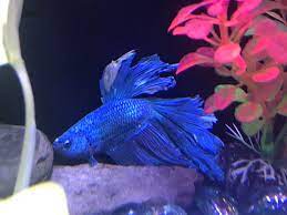 Does my betta have ich? Betta Fish Ich Online Shopping