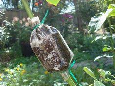 All the grafting techniques can be applied to pawpaw ― whip and tongue, bark inlay, cleft, chip budding etc. 13 Air Layering Ideas Air Layering Propagating Plants Fruit Trees