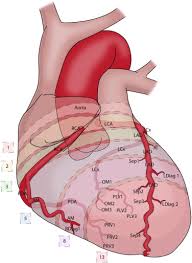Dummies has always stood for taking on complex concepts and making them easy to understand. Fibonacci Series And Coronary Anatomy Heart Lung And Circulation
