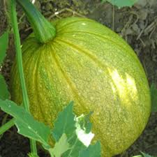 As low as $4.50 per package. Tatume Squash Seed 1 4 Lb Bulk 1 000 Seeds Heirloom Open Pollinated Non Gmo Farm Vegetable Gardening Seeds Summer Squash Walmart Com Walmart Com