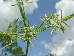 Image result for Cyperus sphacelatus