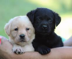 Great Dane Best Large Apartment Dogs Large Dogs Dog Breeds Great Dane In An  Apartment Sometimes Having