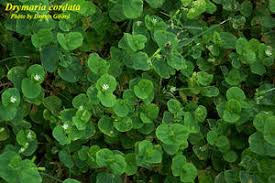 Image result for Drymaria