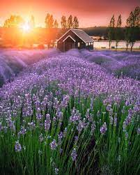 Melbourne On Instagram Sault Daylesford Is Something Of An Icon In Daylesfordmacedonranges You Ca Lavender Fields Lavender Farm Montreal Botanical Garden