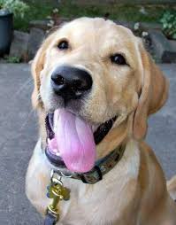 pin on animals i want