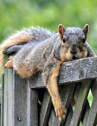 Squirrel Gathering Nuts All Day Long Has Plum Tuckered Me Out Funny Animals Animals Beautiful Animals