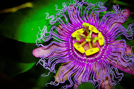 Since their inception into cultivation, horticulturalists created more than 100,000 hybrids and cultivars. Exotic Blooms