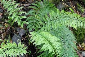 Image result for Aspleniaceae