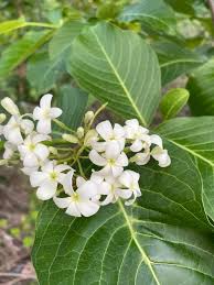 Image result for Holarrhena