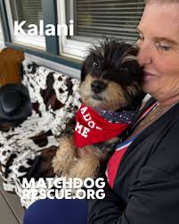 ✨Kalani is at the MatchPad today!✨ Scruffies, fluffies, seniors and all the  in-betweens! Come by and find your match! 🐶🐾 ➡️Check out MatchDog  Rescue's website at www.matchdogrescue.org to see all of our