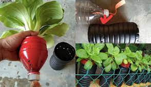 Banyak manfaat yang anda peroleh apabila bercucuk tanam di rumah. Projek Tanam Sayur Di Rumah Guna Botol Air Mineral Je Sayur Gemuk Gemuk