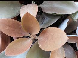 Pin By Jesse Velazquez On Plants Succulent Cuttings Succulents Plants