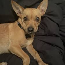 BRONX COUNTY ANIMAL HOSPITAL