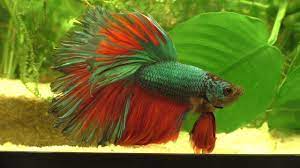 Check spelling or type a new query. A Rosetail Betta Eating Mosquito Larvae Youtube