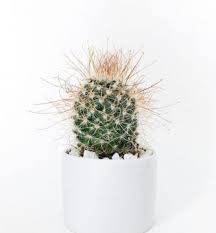 Por ahora me funciona bien. Todo Sobre Los Cactus Descubre Todos Sus Secretos