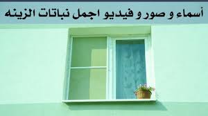أسماء و صور و فيديو أشهر و أجمل نباتات الزينة المنزلية فيديومهم جدا Home Decor Decals Home Decor Decor