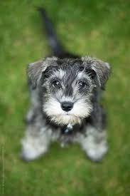 Black And White Mini Schnauzer Puppies Miniature Schnauzer Puppy By Ruth Black For Stocksy United Schnauzer Puppy Miniature Schnauzer Puppies Miniature Schnauzer