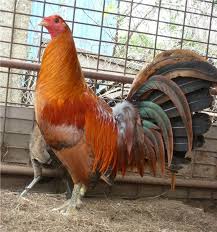 Ayam bangkok memang sudah terkenal dengan keunggulannya. Sabung Ayam Online Ayam Filipina