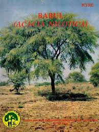 Image result for Acacia grandicornuta
