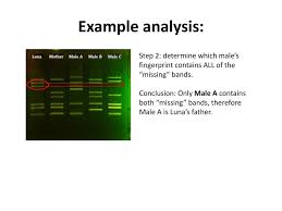 Dna fingerprinting was invented in 1984 by professor sir alec jeffreys after he realised you could detect variations in human dna, in the form of these dna fingerprinting is a technique that simultaneously detects lots of minisatellites in the genome to produce a pattern unique to an individual. Dna Fingerprinting Minilab Ppt Download