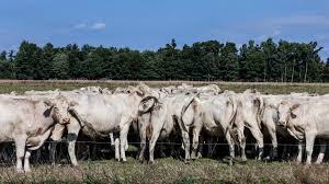 Maybe you would like to learn more about one of these? Is Grass Fed Beef Really Better For The Planet Here S The Science The Salt Npr