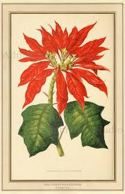 Image result for Euphorbia pulcherrima