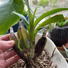 Image result for Eulophia angolensis