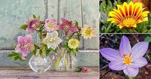 Popular Flowers Names In Malayalam India Gardening