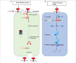 A B Overview Of The Innate And Adaptive Immune System Of Bacteria Download Scientific Diagram