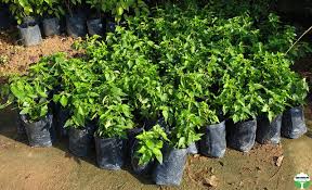 Image result for Orthosiphon schimperi